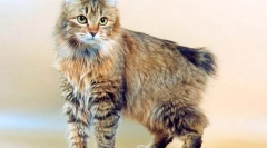 Bobtail kurilsky (foto): ruska mačka s kratkim repom